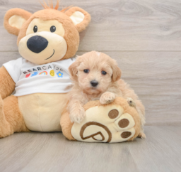 7 week old Maltipoo Puppy For Sale - Lone Star Pups