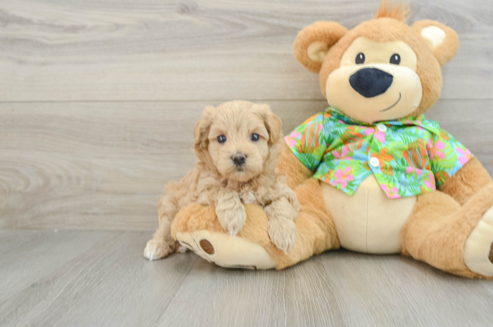 7 week old Maltipoo Puppy For Sale - Lone Star Pups