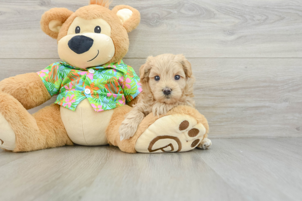 Maltipoo Pup Being Cute