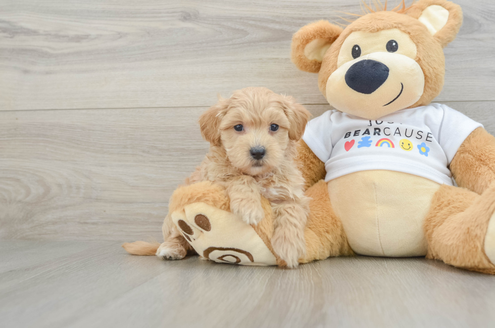 6 week old Maltipoo Puppy For Sale - Lone Star Pups
