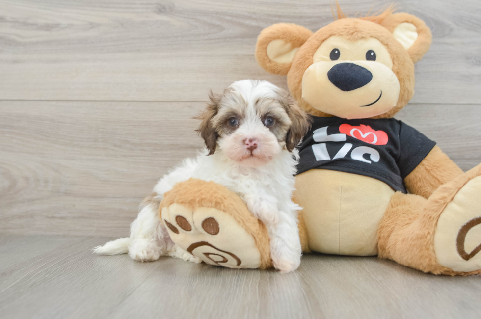 6 week old Maltipoo Puppy For Sale - Lone Star Pups