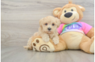 Energetic Maltidoodle Poodle Mix Puppy