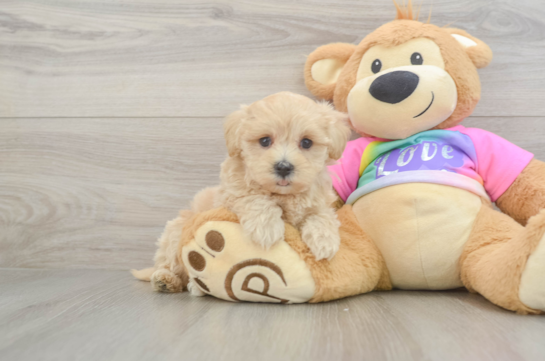 Energetic Maltidoodle Poodle Mix Puppy