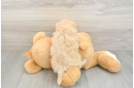 Fluffy Maltipoo Poodle Mix Pup