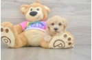 Friendly Maltipoo Baby