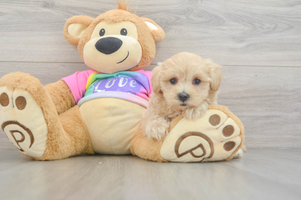 Friendly Maltipoo Baby