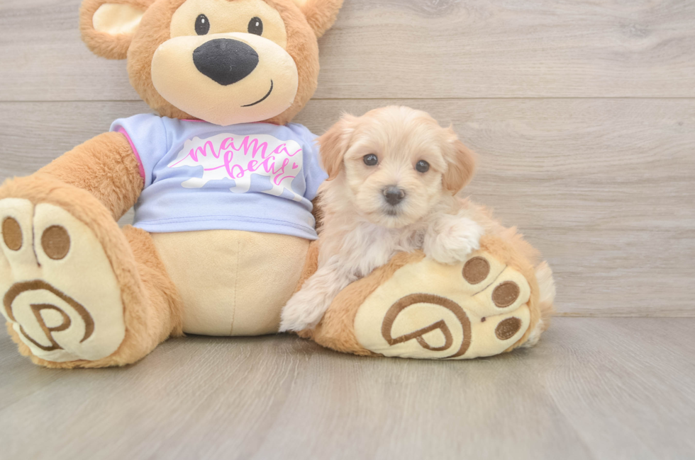 5 week old Maltipoo Puppy For Sale - Lone Star Pups