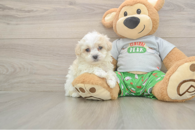 Adorable Malt a Poo Poodle Mix Puppy