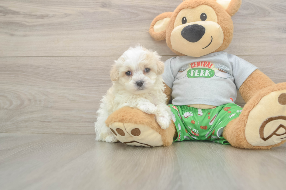 Meet Cashew - our Maltipoo Puppy Photo  1/3 - Lone Star Pups Adorable Malt a Poo Poodle Mix Puppy