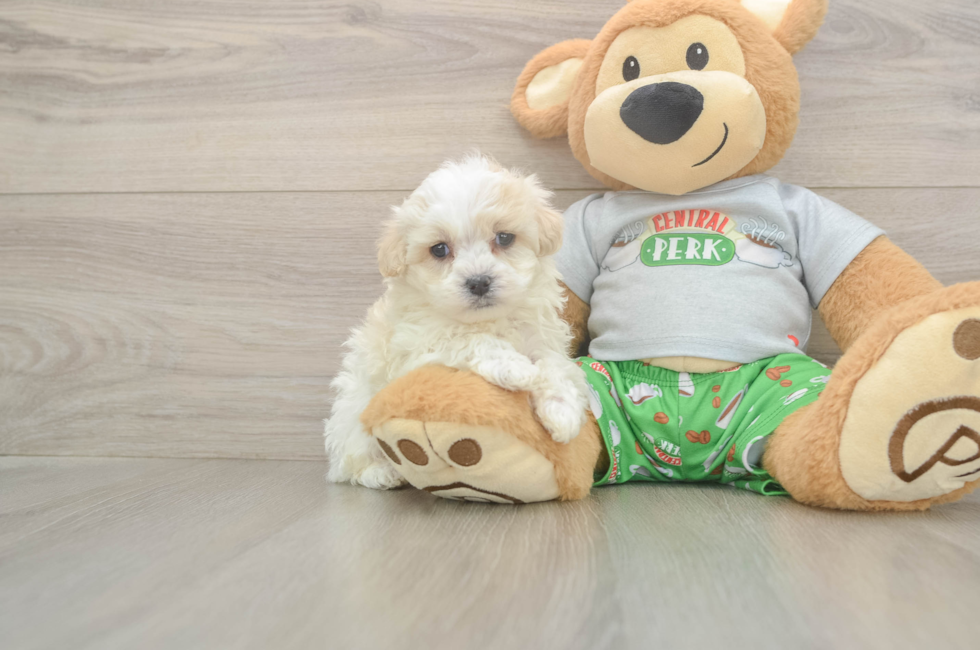 5 week old Maltipoo Puppy For Sale - Lone Star Pups