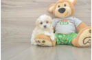 Meet Cashew - our Maltipoo Puppy Photo  1/3 - Lone Star Pups Adorable Malt a Poo Poodle Mix Puppy