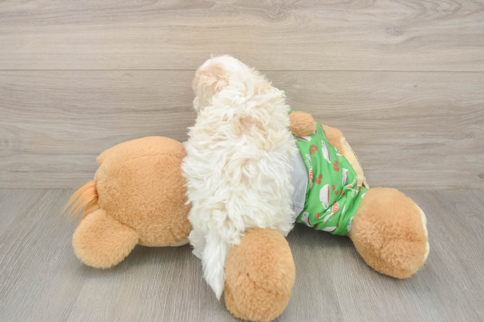 Meet Cashew - our Maltipoo Puppy Photo  3/3 - Lone Star Pups Funny Maltipoo Poodle Mix Pup