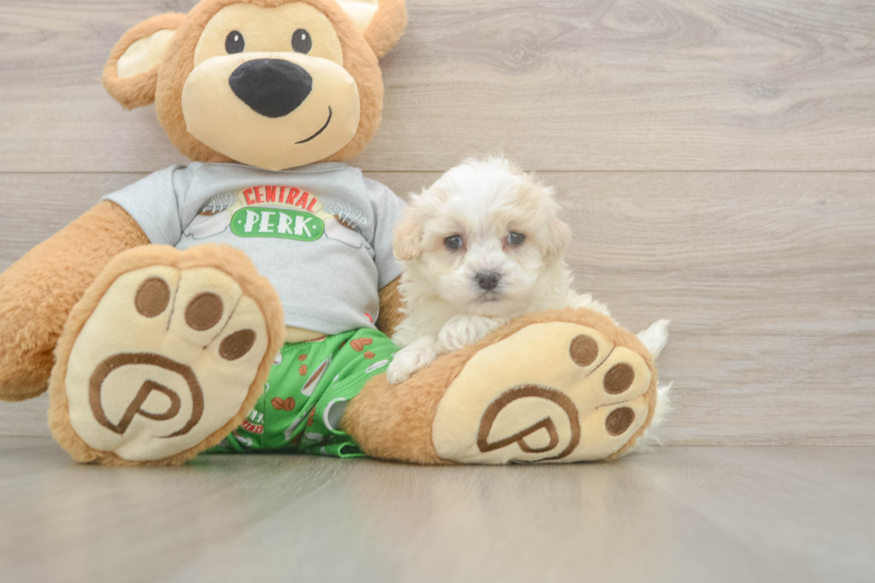 Meet Cashew - our Maltipoo Puppy Photo  2/3 - Lone Star Pups Fluffy Maltipoo Poodle Mix Pup
