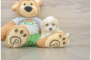 Meet Cashew - our Maltipoo Puppy Photo  2/3 - Lone Star Pups Fluffy Maltipoo Poodle Mix Pup