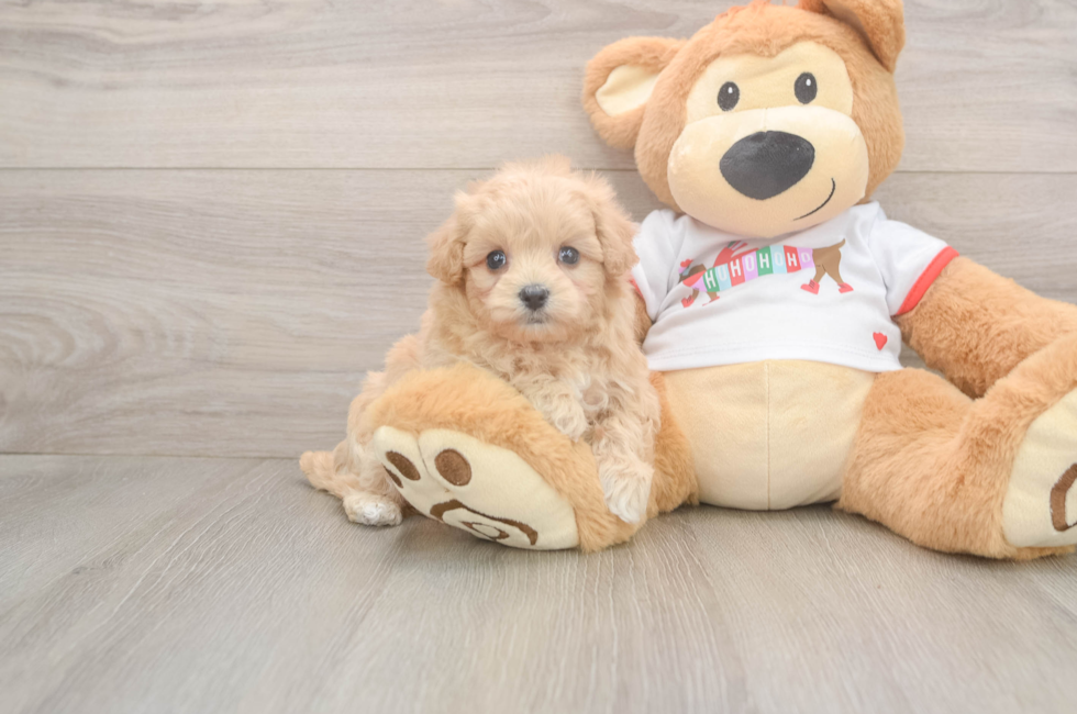 5 week old Maltipoo Puppy For Sale - Lone Star Pups
