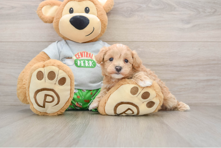 Maltipoo Puppy for Adoption