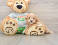 8 week old Maltipoo Puppy For Sale - Lone Star Pups