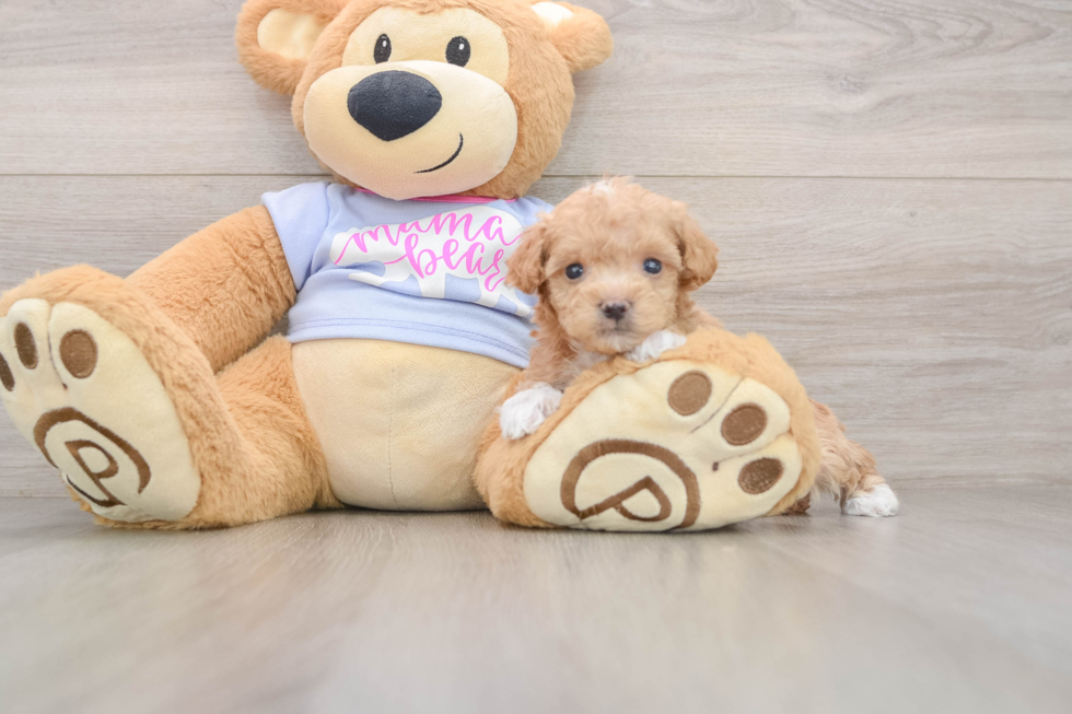 Playful Maltidoodle Poodle Mix Puppy