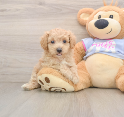 7 week old Maltipoo Puppy For Sale - Lone Star Pups