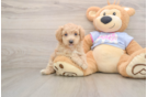 Maltipoo Pup Being Cute