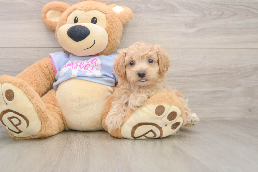Friendly Maltipoo Baby