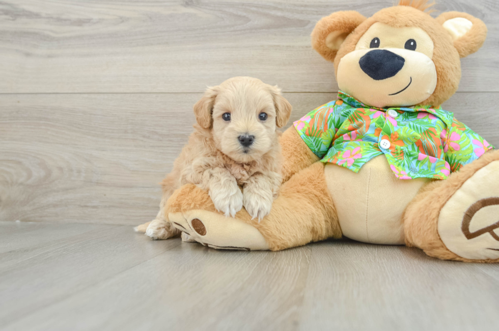 7 week old Maltipoo Puppy For Sale - Lone Star Pups