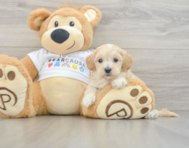9 week old Maltipoo Puppy For Sale - Lone Star Pups