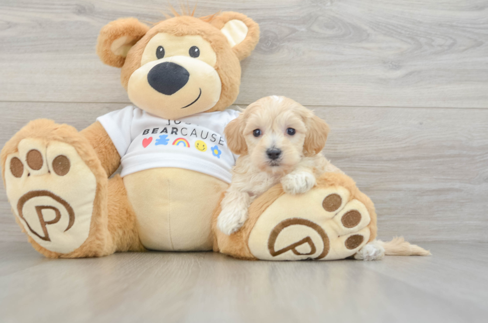 6 week old Maltipoo Puppy For Sale - Lone Star Pups