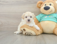 8 week old Maltipoo Puppy For Sale - Lone Star Pups