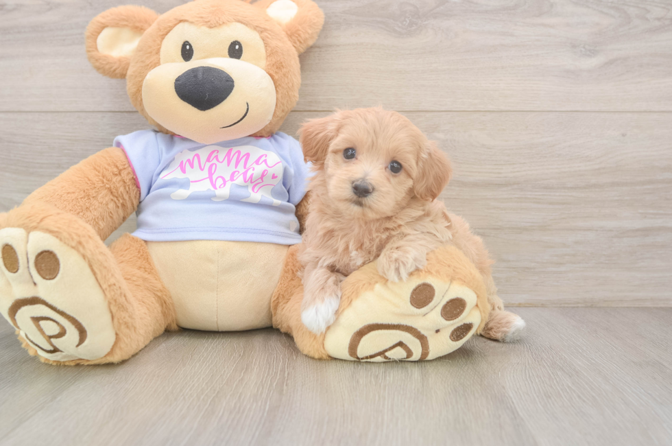 5 week old Maltipoo Puppy For Sale - Lone Star Pups