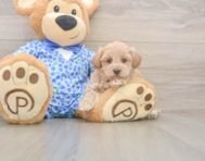 8 week old Maltipoo Puppy For Sale - Lone Star Pups