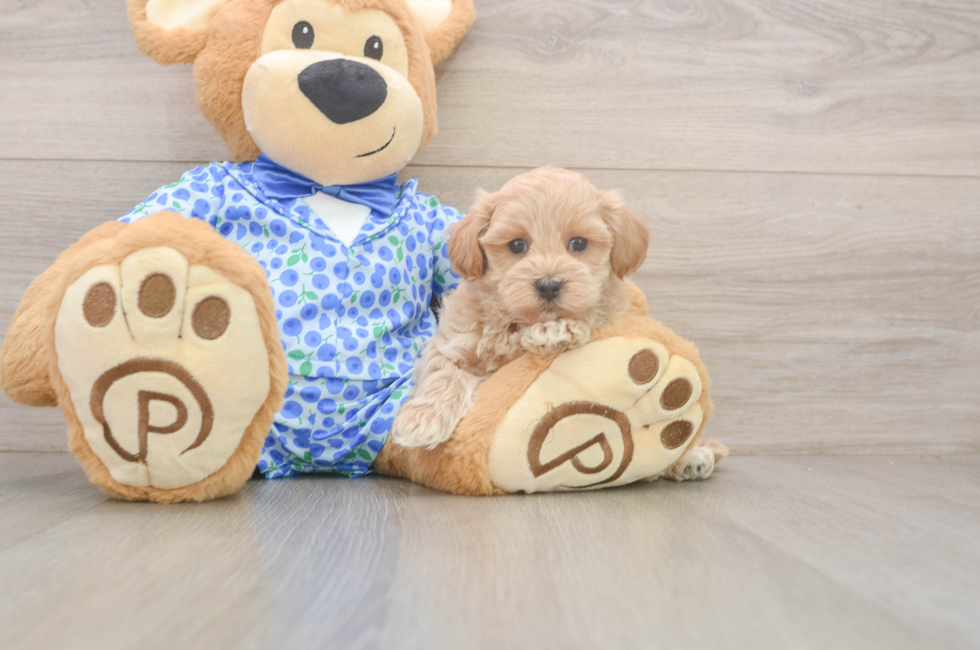 6 week old Maltipoo Puppy For Sale - Lone Star Pups
