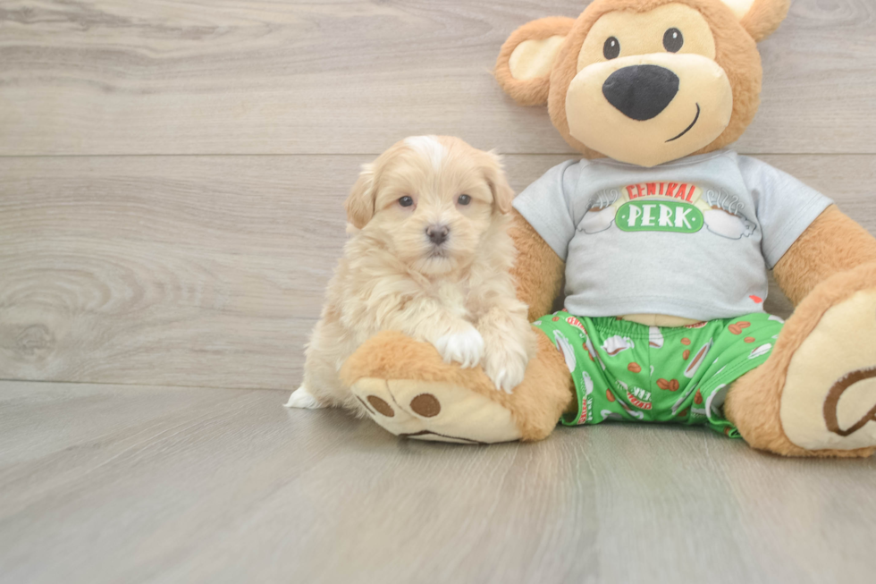 Meet Chaz - our Maltipoo Puppy Photo  2/3 - Lone Star Pups Best Maltipoo Baby