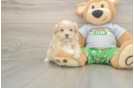 Meet Chaz - our Maltipoo Puppy Photo  2/3 - Lone Star Pups Best Maltipoo Baby
