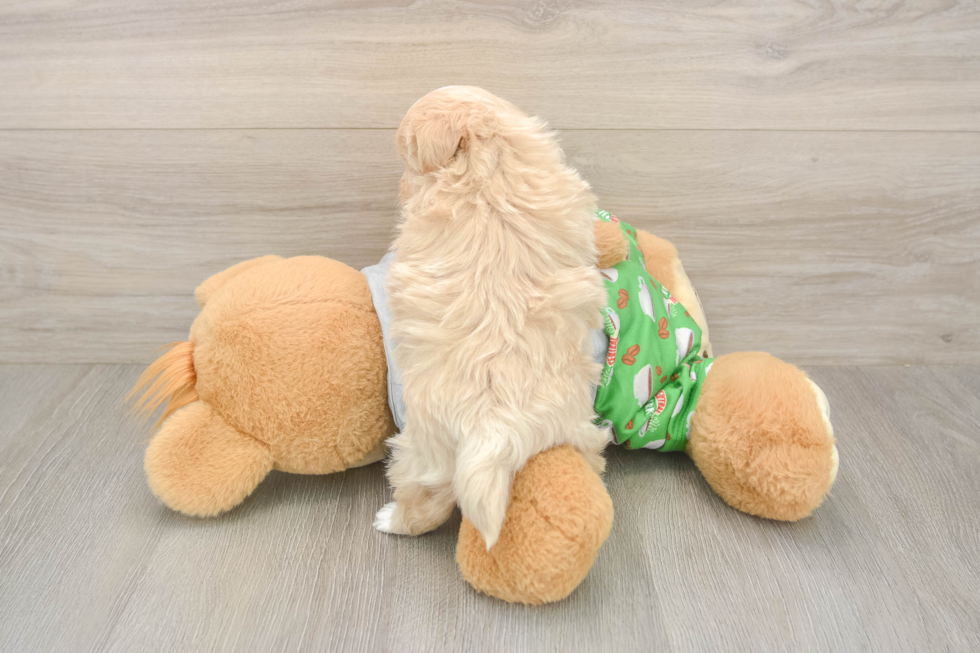 Meet Chaz - our Maltipoo Puppy Photo  3/3 - Lone Star Pups Maltipoo Pup Being Cute