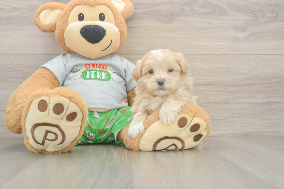 Meet Chaz - our Maltipoo Puppy Photo  1/3 - Lone Star Pups Funny Maltipoo Poodle Mix Pup