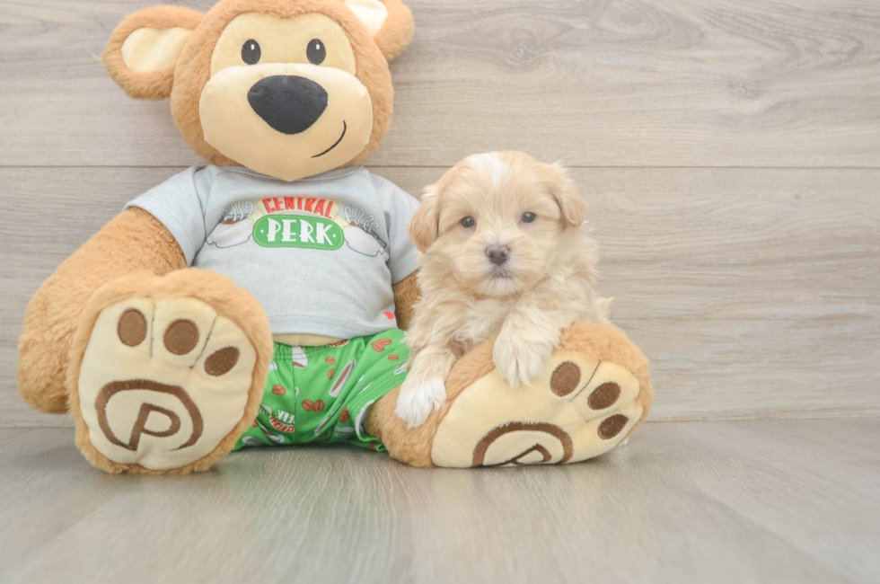 5 week old Maltipoo Puppy For Sale - Lone Star Pups