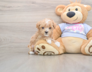 8 week old Maltipoo Puppy For Sale - Lone Star Pups