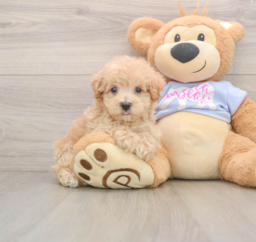 7 week old Maltipoo Puppy For Sale - Lone Star Pups