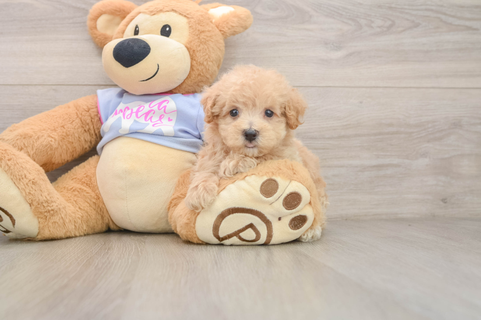 Best Maltipoo Baby
