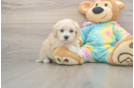 Maltipoo Puppy for Adoption