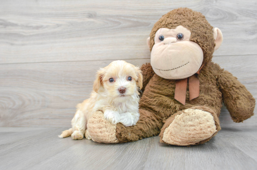 7 week old Maltipoo Puppy For Sale - Lone Star Pups
