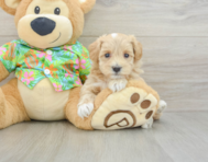 7 week old Maltipoo Puppy For Sale - Lone Star Pups