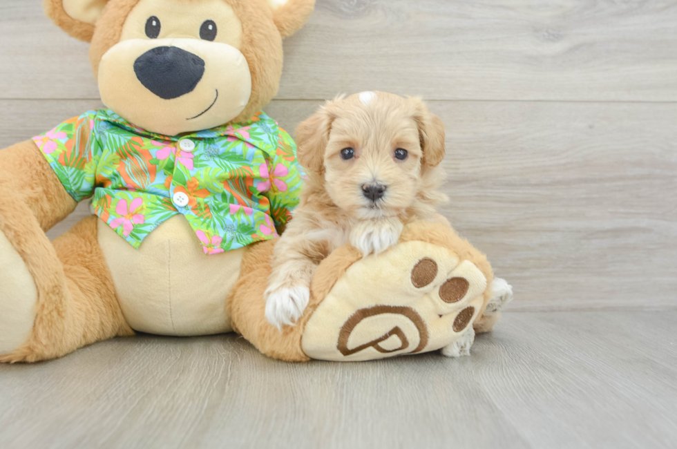 6 week old Maltipoo Puppy For Sale - Lone Star Pups