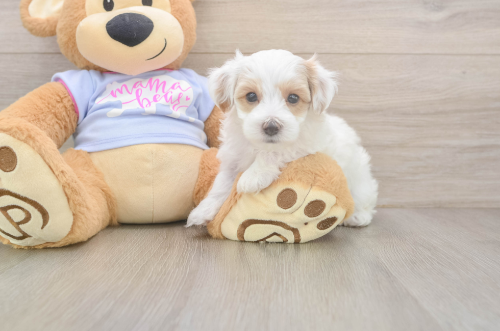 5 week old Maltipoo Puppy For Sale - Lone Star Pups
