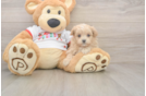 Smart Maltipoo Poodle Mix Pup