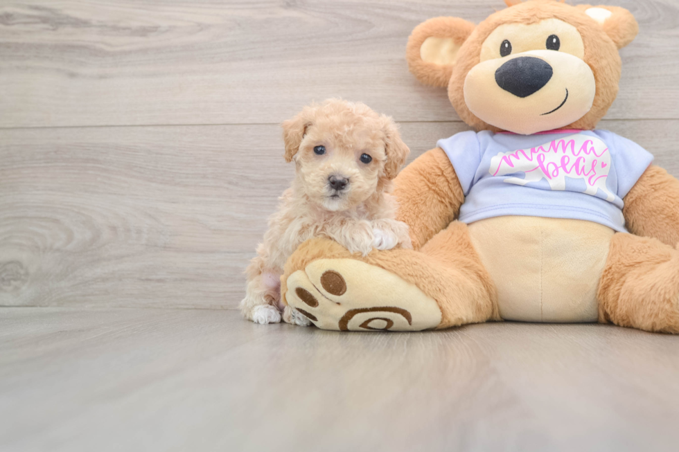 Energetic Multipoo Poodle Mix Puppy