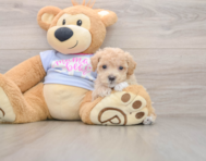 8 week old Maltipoo Puppy For Sale - Lone Star Pups