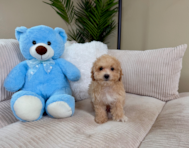 10 week old Maltipoo Puppy For Sale - Lone Star Pups