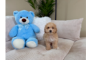 Maltipoo Puppy for Adoption